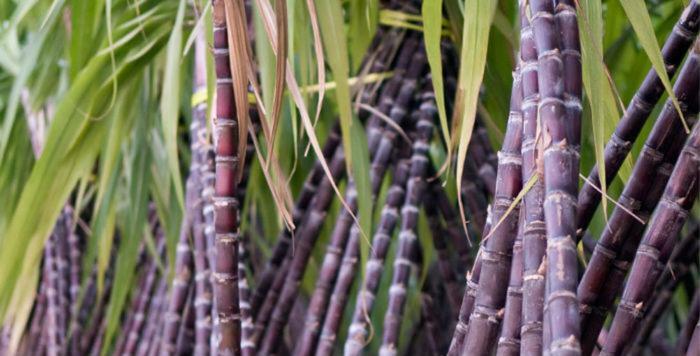 Machico Nature Ngoại thất bức ảnh
